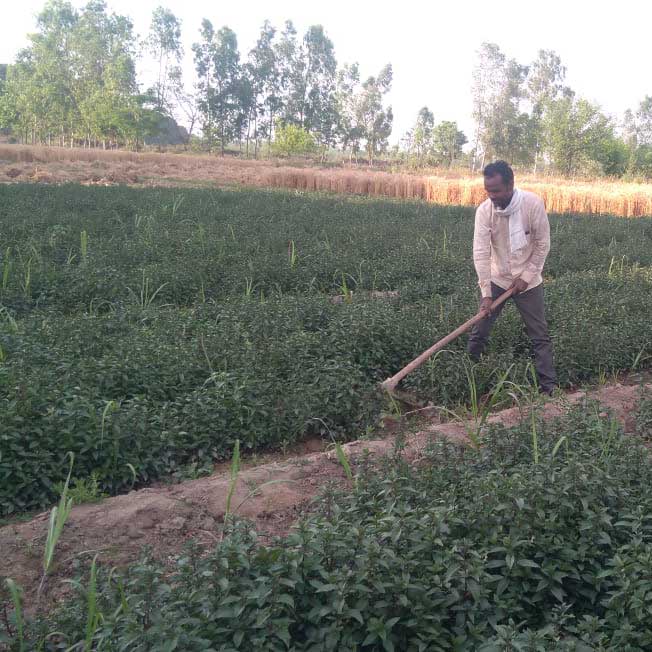 farmer working in a mint field